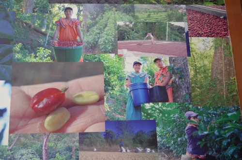 パナマのコーヒーゲイシャの生産農場の写真