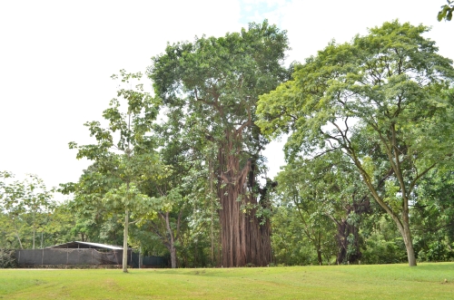 パナマ・ビエホ内の巨木