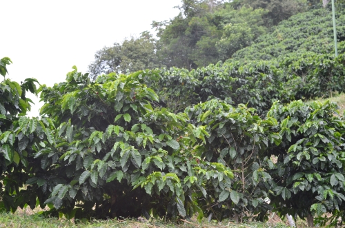 ボケテの道端に生えるコーヒーの木