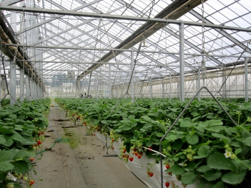 大規模イチゴ農園