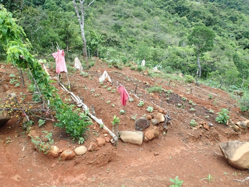 村の家庭菜園