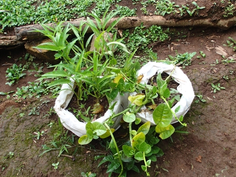 空心菜とツルムラサキの袋栽培