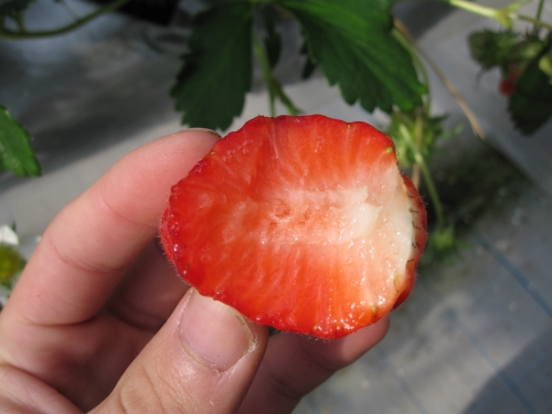 苺の正しい食べ方